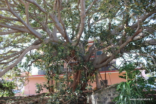 Ficus della Nazionale